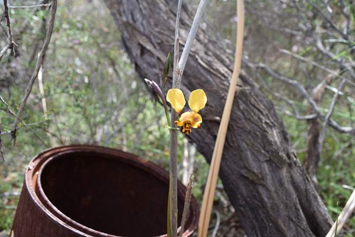 Diuris - Orchid-donkey-Latham-Sep-2018p0002.JPG